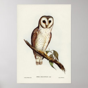 Elizabeth Gould känsliga Uggla Poster