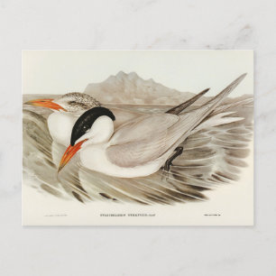 Elizabeth Gould mäktig Tern Vykort