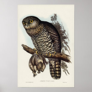 Elizabeth Gould mäktig Uggla Poster