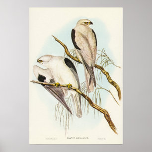 Elizabeth Gould Svart-axlad Kite Poster