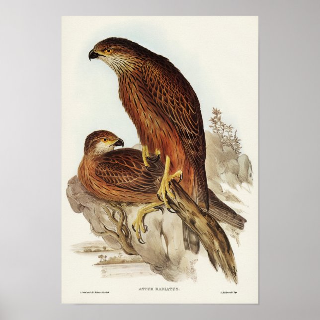Elizabeth Gould utraderade Goshawk Poster (Framsidan)