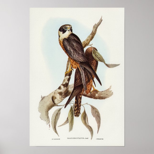 Elizabeth Gould: Vitfronten Falcon Poster (Framsidan)