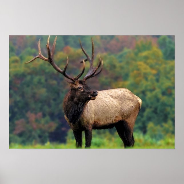 Elk 19x13 Poster (Framsidan)