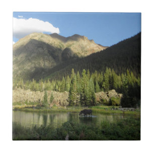 Elk Bäck Moose - Weminuche Wilderness - Colorado Kakelplatta