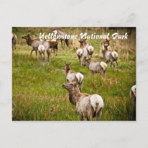 Elk-besättning i nationalparken Yellowstone Vykort