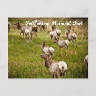 Elk-besättning i nationalparken Yellowstone Vykort
