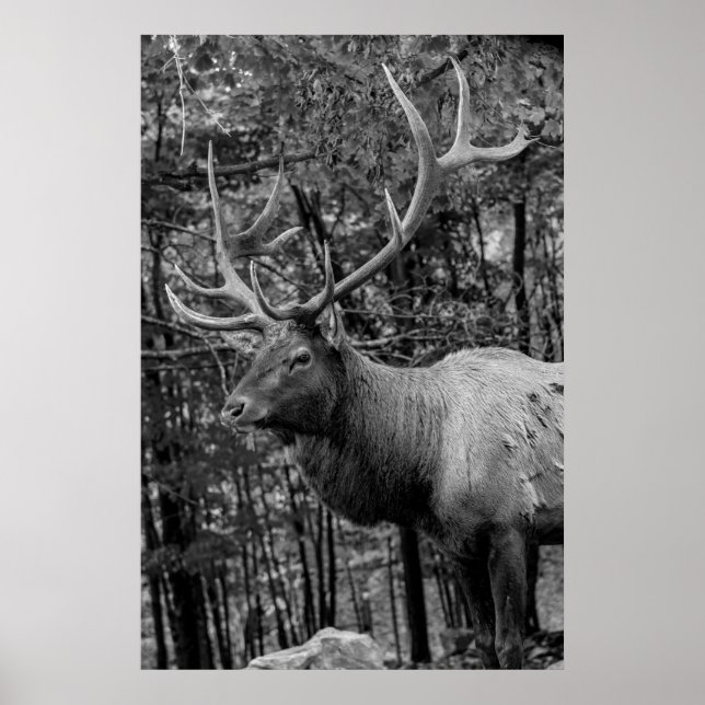 Elk Black White Photo Modern Rustic Cabin Poster (Framsidan)