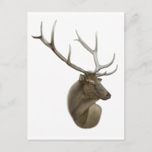 Elk Buck-vykort Vykort