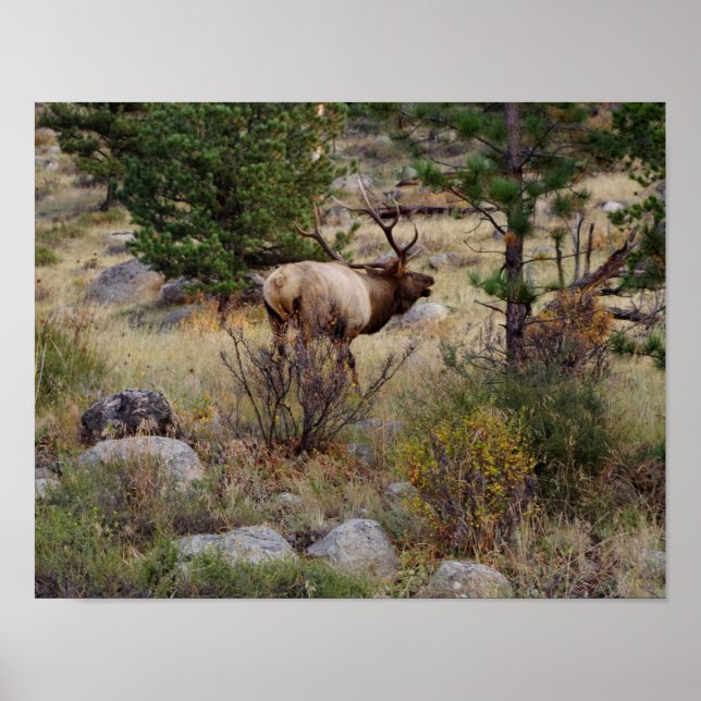 Elk-bugling i Rocky Mountain National Park Skriv u Poster (Framsidan)