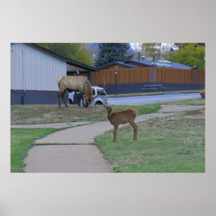 Elk Bull och Calf Poster