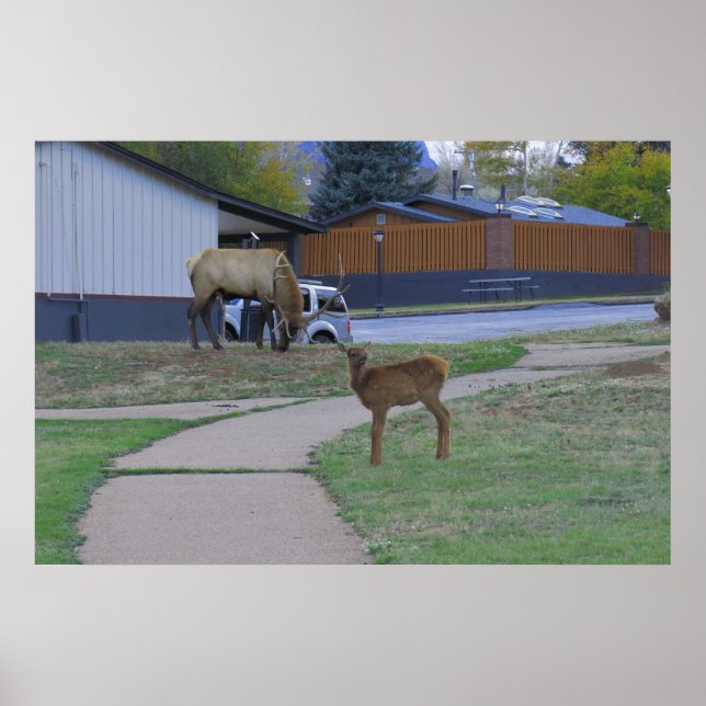 Elk Bull och Calf Poster (Framsidan)