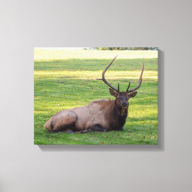 Elk Canvas (Framsida)