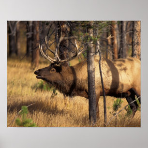 Elk, Cervus elaphus, tjur i en bränd Poster