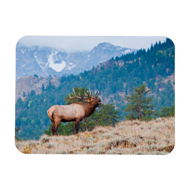 Elk (Cervus Elephus) Bull Bugling Magnet (Horisontell)