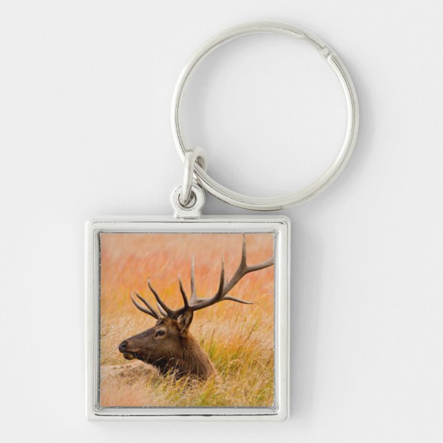 Elk (Cervus Elephus) som återställs i ängsgräs Fyrkantig Silverfärgad Nyckelring (Framsidan)