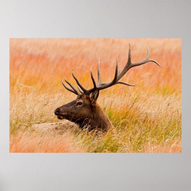 Elk (Cervus Elephus) som återställs i ängsgräs Poster (Framsidan)