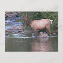 Elk Cow korsar floden på morgonen tidigt. Vykort