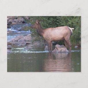 Elk Cow korsar floden på morgonen tidigt. Vykort