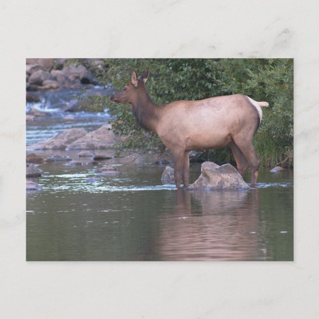 Elk Cow korsar floden på morgonen tidigt. Vykort (Framsida)
