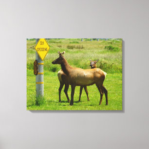 Elk Crossing California Wildlife Photography Canvastryck