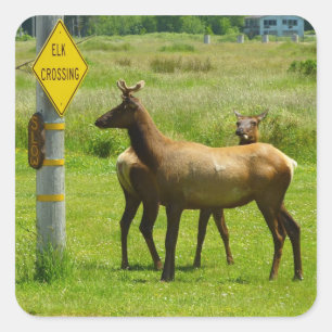 Elk Crossing California Wildlife Photography Fyrkantigt Klistermärke