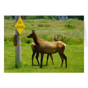 Elk Crossing California Wildlife Photography Hälsningskort