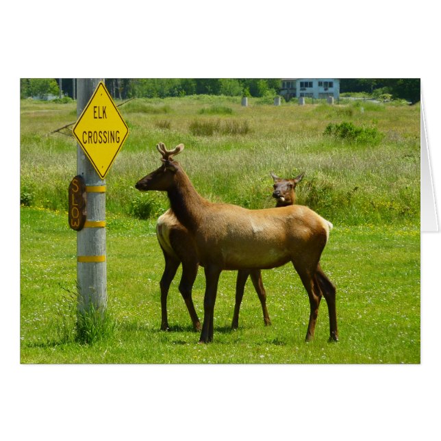 Elk Crossing California Wildlife Photography Hälsningskort (Framsidan Horizontal)