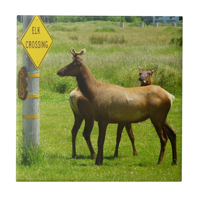 Elk Crossing California Wildlife Photography Kakelplatta (Framsidan)