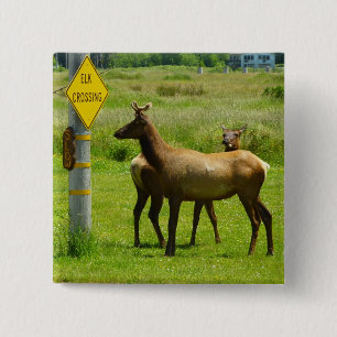 Elk Crossing California Wildlife Photography Knapp
