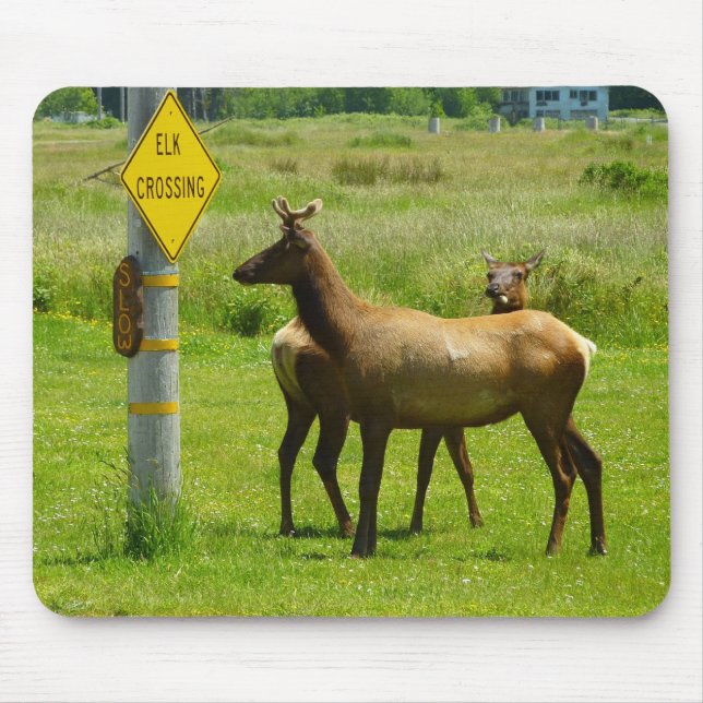 Elk Crossing California Wildlife Photography Musmatta (Framsidan)