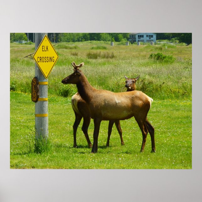 Elk Crossing California Wildlife Photography Poster (Framsidan)
