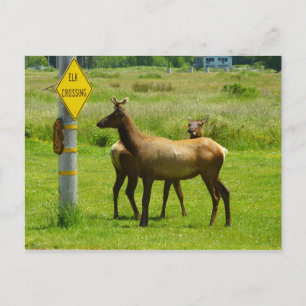 Elk Crossing California Wildlife Photography Vykort