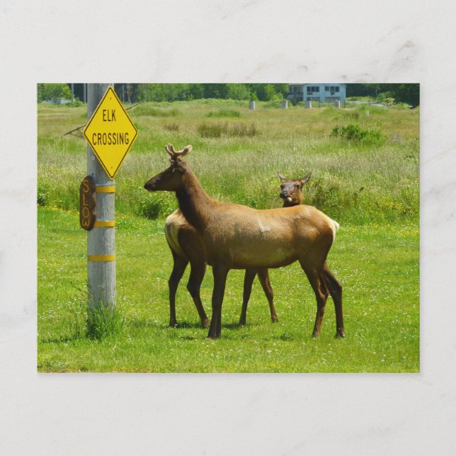Elk Crossing California Wildlife Photography Vykort (Framsida)
