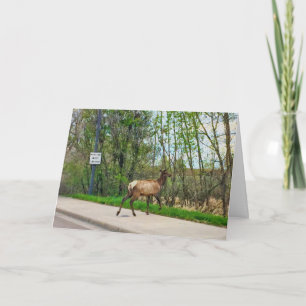 Elk Crossing Street Kort