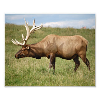 Elk Fototryck