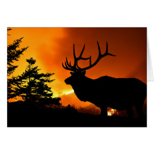 Elk Hälsningskort