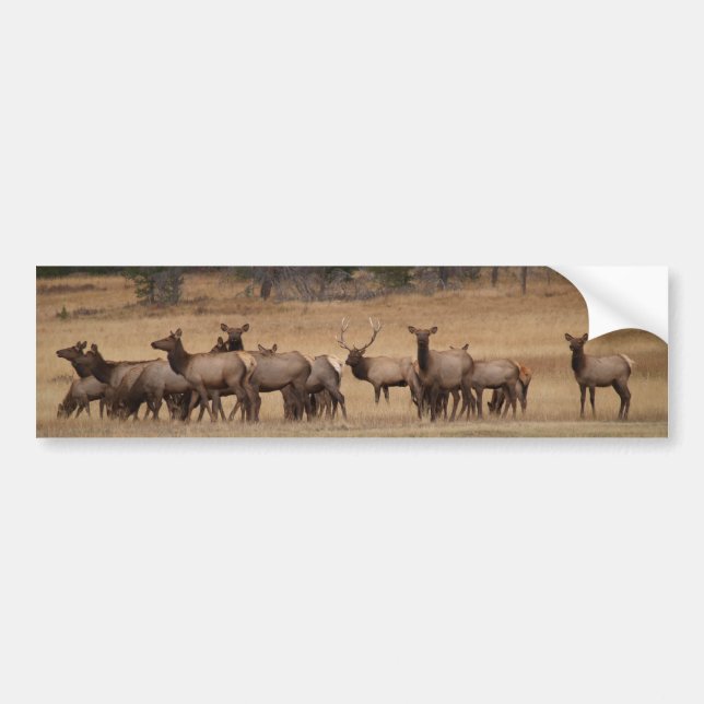 Elk Herd Background Bumper Sticker Bildekal (Framsidan)