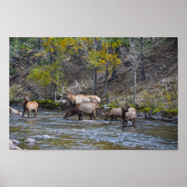 Elk Herd i Big Thompson River Poster