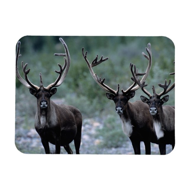 Elk Herd | Mt. Baring, Washington Magnet (Horisontell)