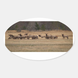 Elk Herd Oval Sticker Ovalt Klistermärke
