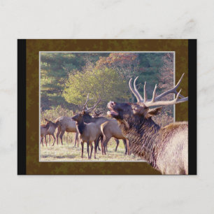 Elk Herd Postcard 2 Vykort