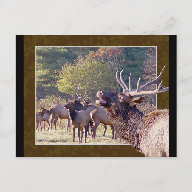 Elk Herd Postcard 2 Vykort (Framsida)