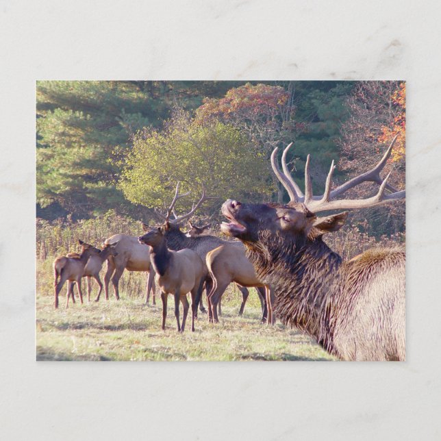 Elk Herd Postcard Vykort (Framsida)