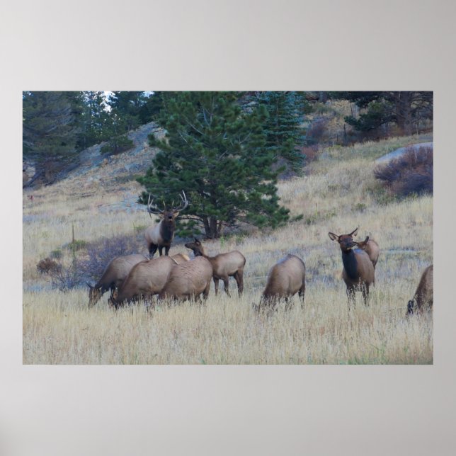 Elk Herd Poster (Framsidan)