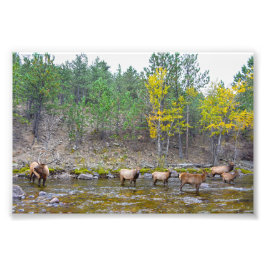 Elk Herd Wading in The Big Thompson River Fototryck