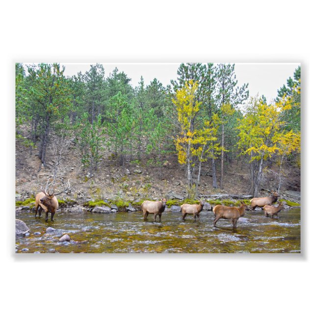 Elk Herd Wading in The Big Thompson River Fototryck (Framsidan)