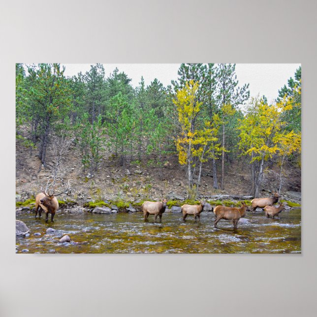 Elk Herd Wading in The Big Thompson River Poster (Framsidan)