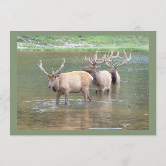 Elk Hunting Cards for Get well, Hunter Birthday Kort