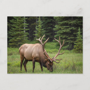 Elk i Banff National Park Canada Vykort