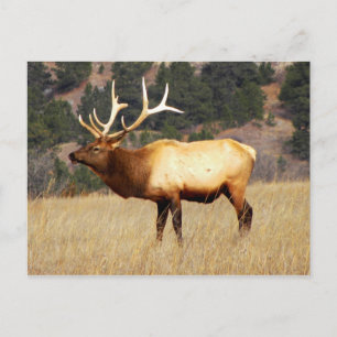 Elk i Fort Niobrara National Wildlife Refuge Vykort